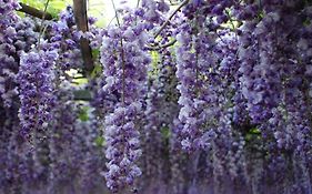 Villa Della Pergola Relais Et Chateaux